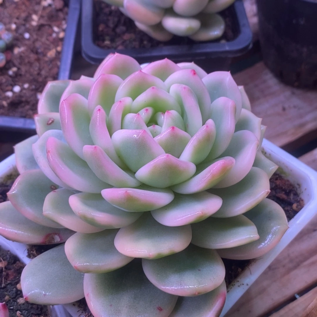 梦露锦 多肉植物1046