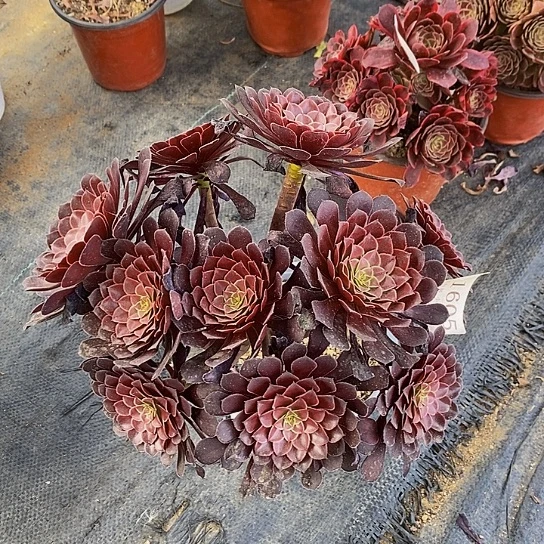 1605黑铜壶多肉法师