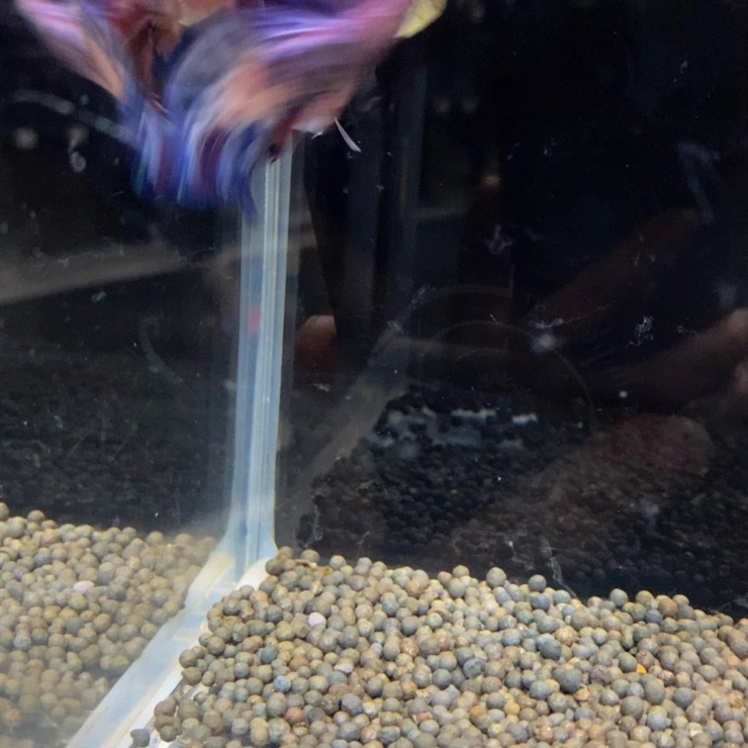 热带鱼公496巨斗