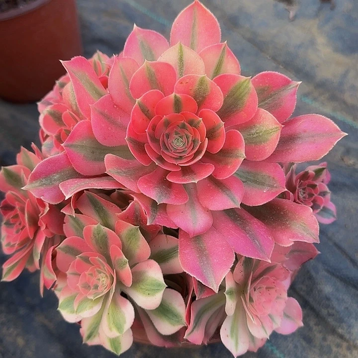 粉女巫捧花亏本福利20