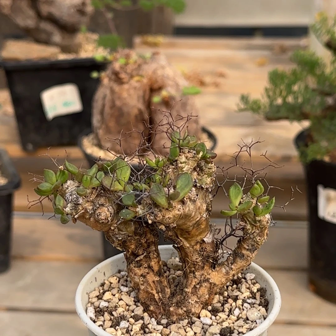 520 奇峰锦属特殊叶形未知块根