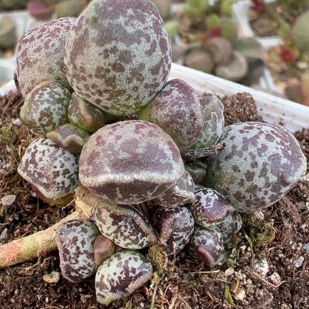 紫斑达摩海豹多头纯木质桩多肉植物