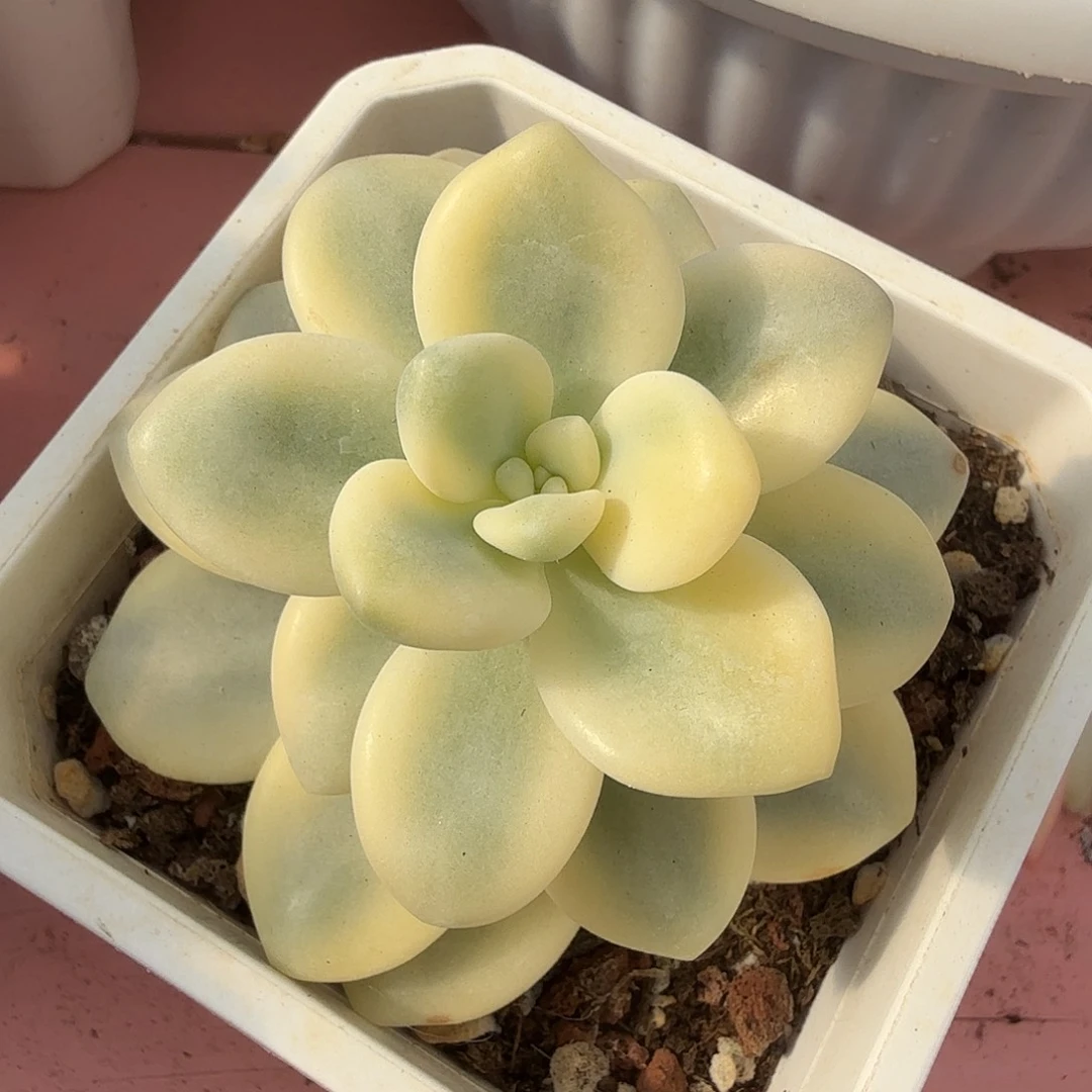 洛神锦，多肉植物。