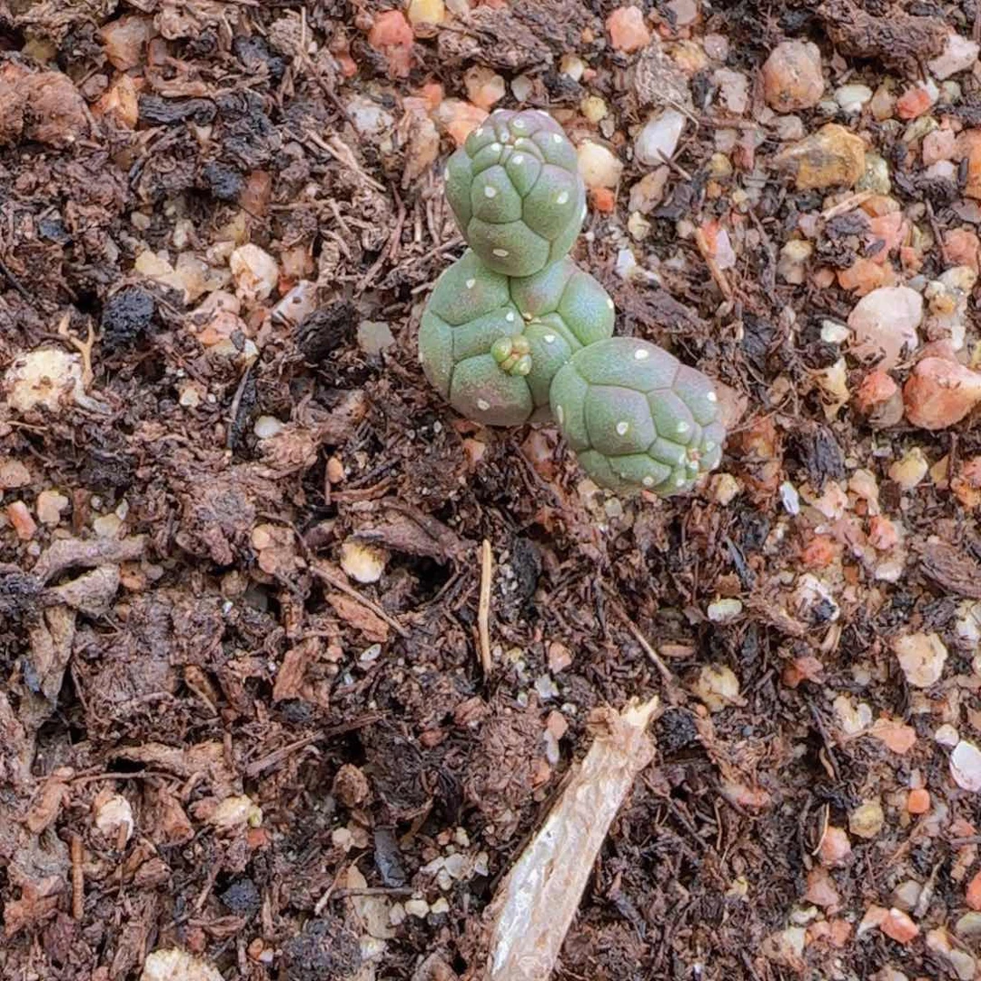 G块根植物块根植物