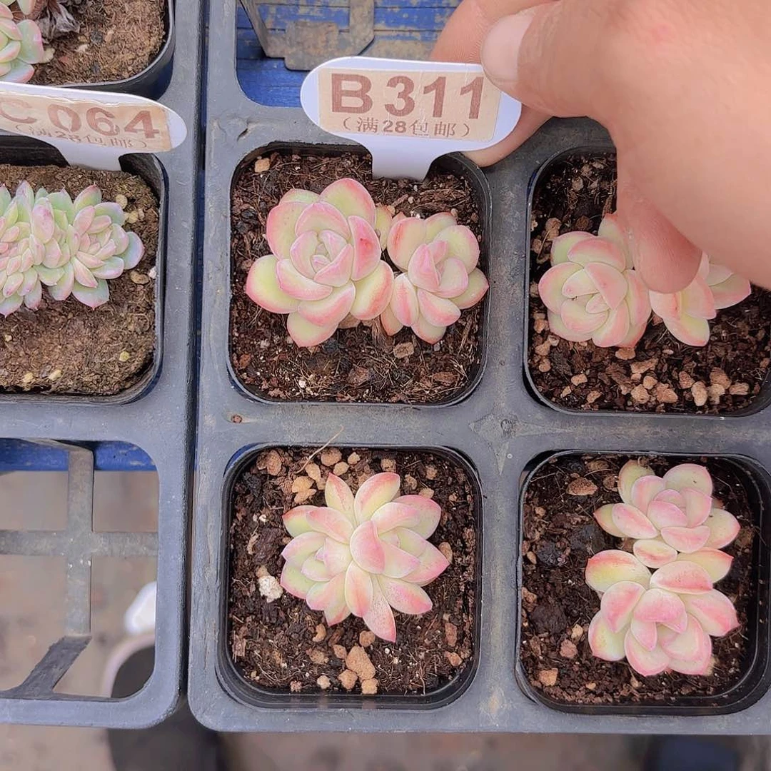 筱*B311泡芙yi eu yi pai