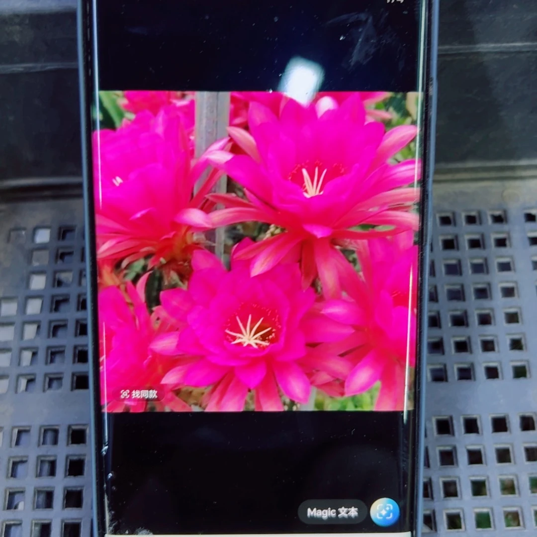 下53金妞紫罗兰歪无根6公分左右20包邮