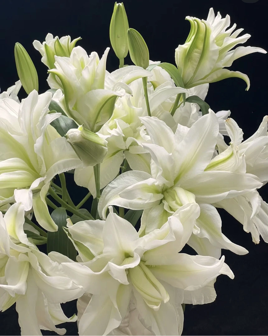 【小阿阮】A级#爱莎#白色重瓣百合花期长家庭鲜插花装饰 顺丰直发
