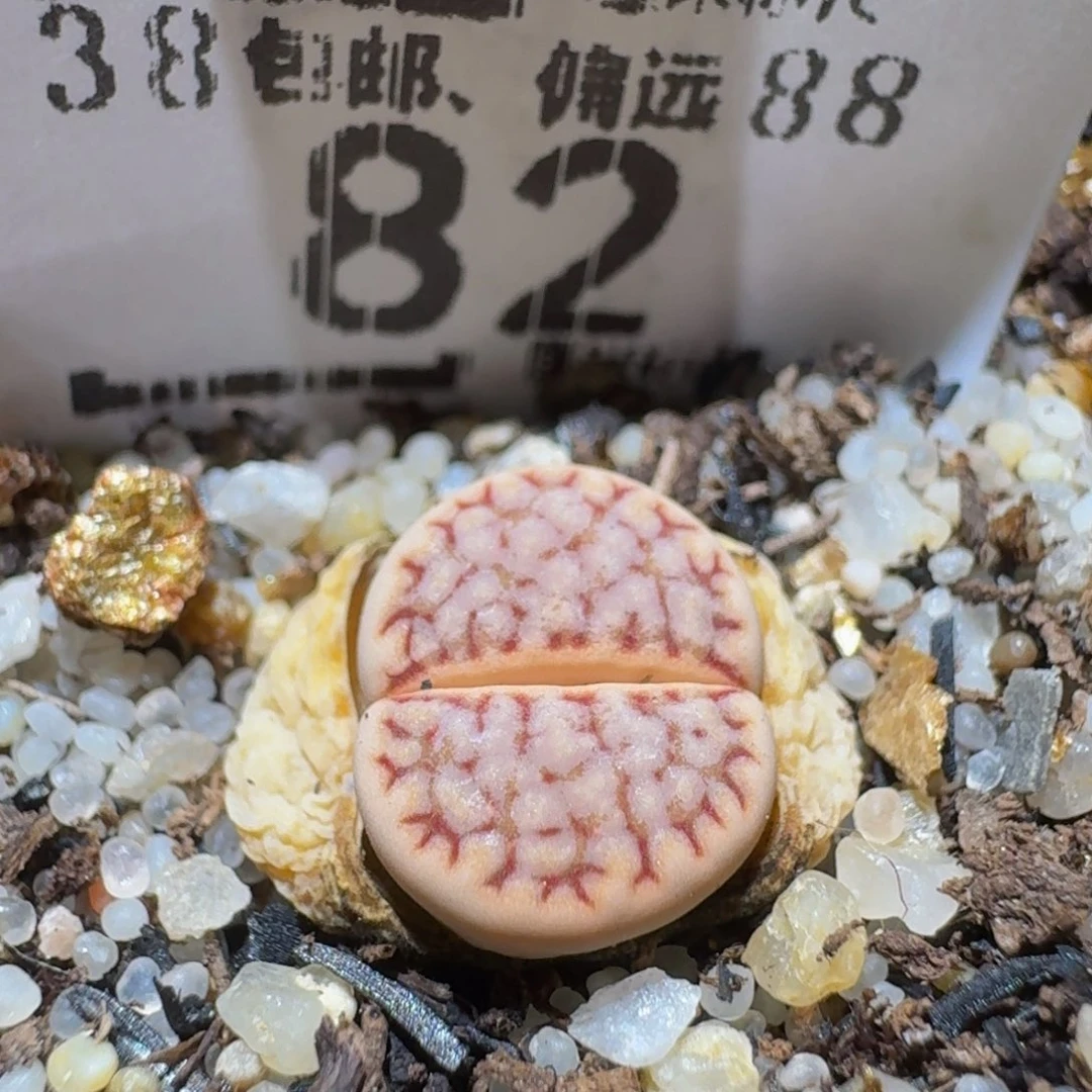 Sssss精品生石花82粉1621.6