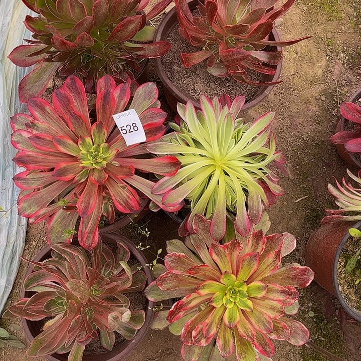 法师锦多肉组合528