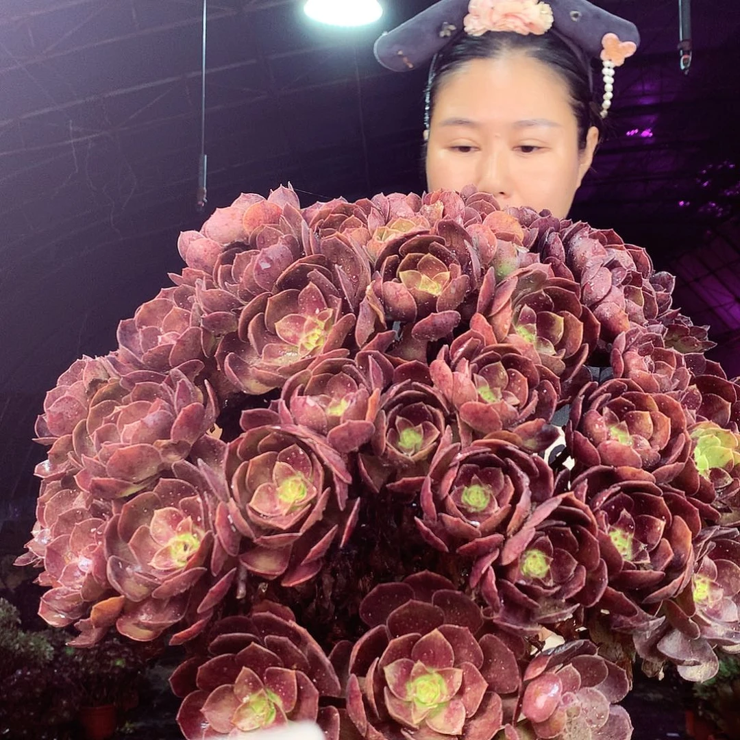 用***5柒柒精品多肉脱土发货不包断侧枝处理927