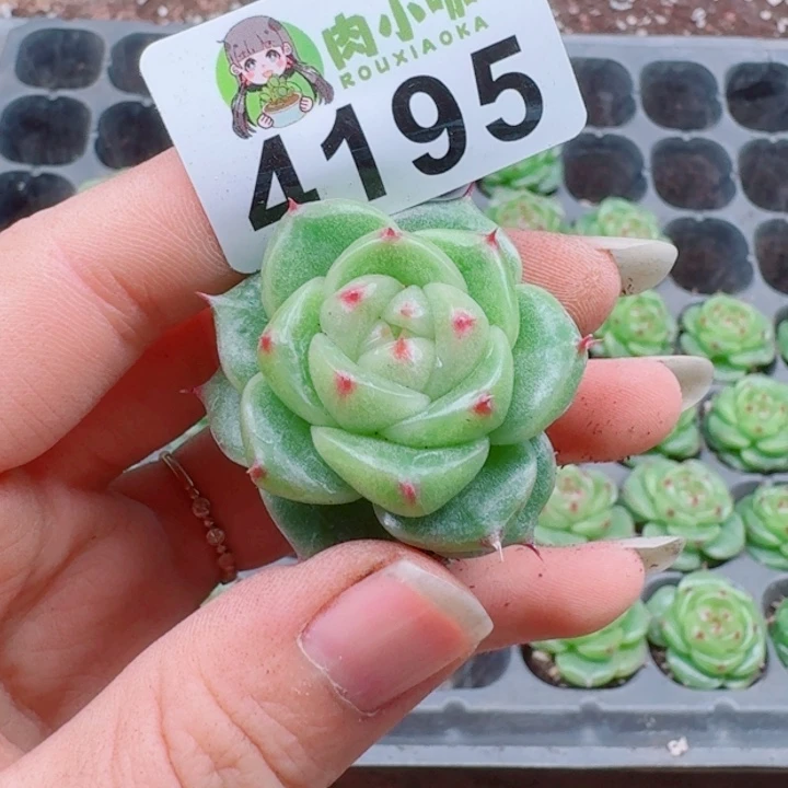 多肉植物多肉植物