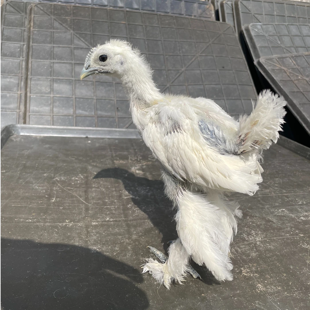 稀有 异色 纯白 翻毛 纯黑 丝羽宠物鸡链接