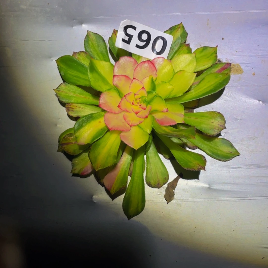 知否多肉植物多肉065