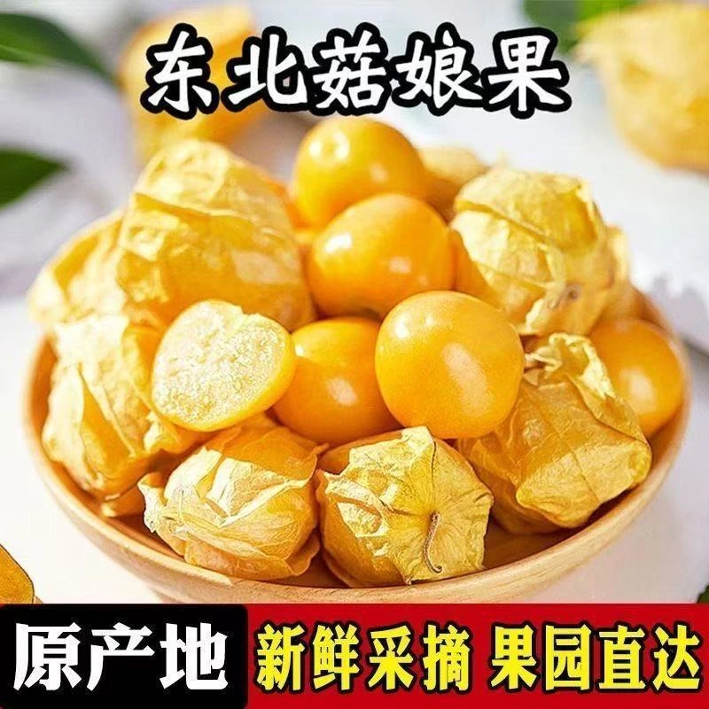 东北特产姑娘果新鲜当季清甜多汁稀有水果灯笼果