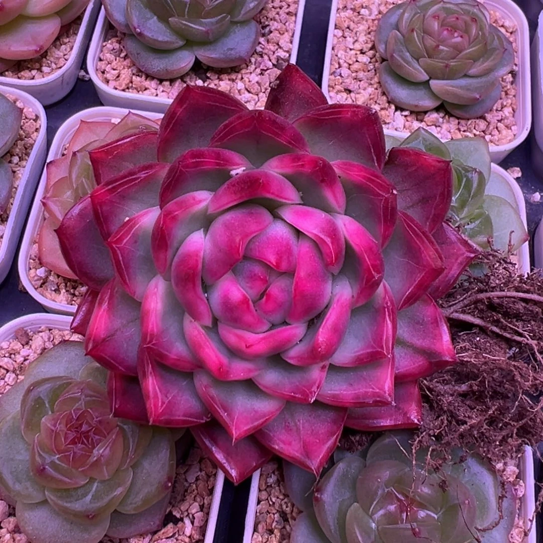 水晶珍妮锦一物一拍
