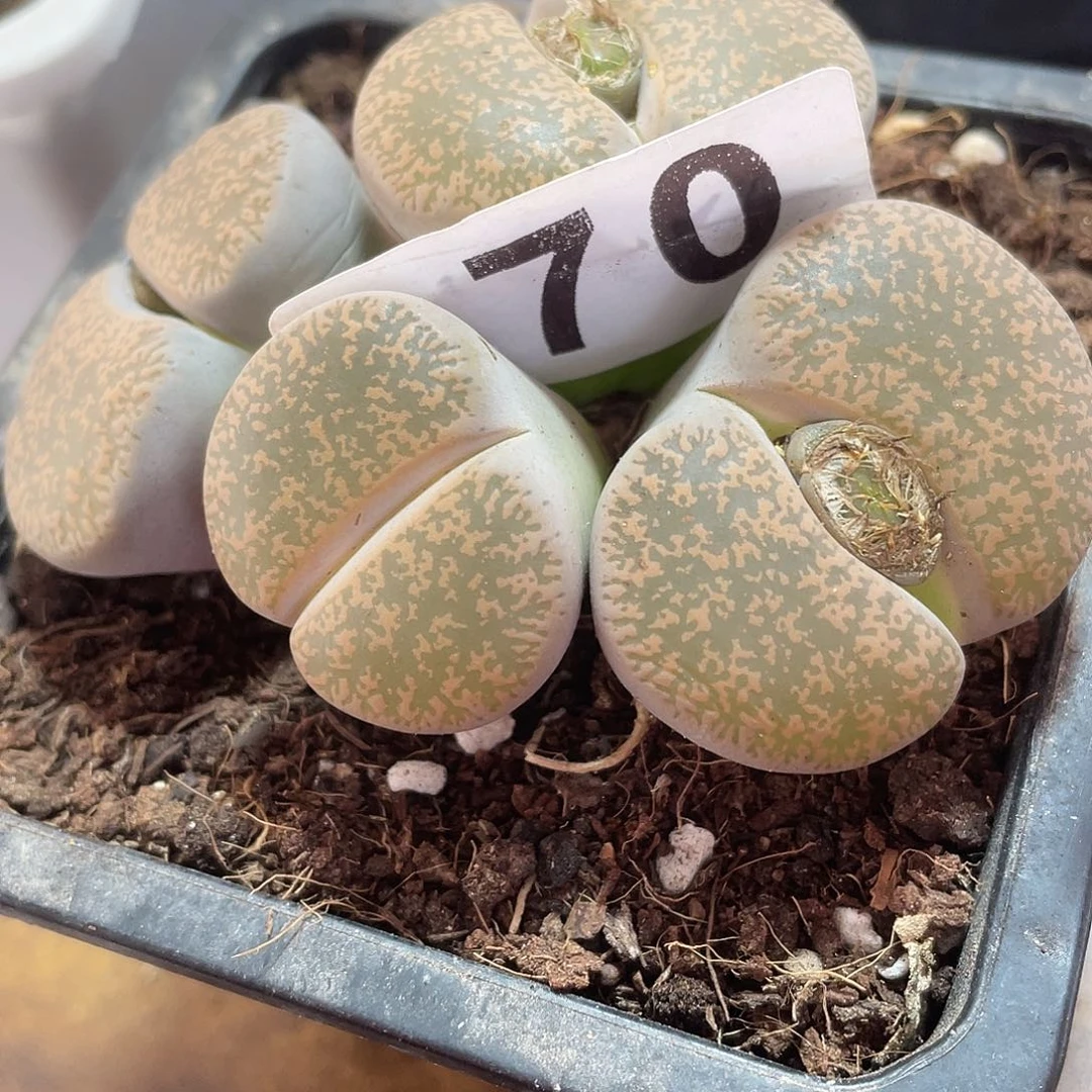 生石花一颗粉色紫薰070