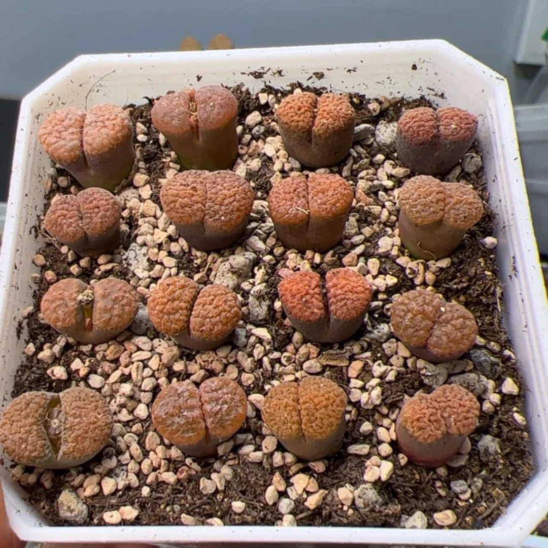 【闪购商品】00000026