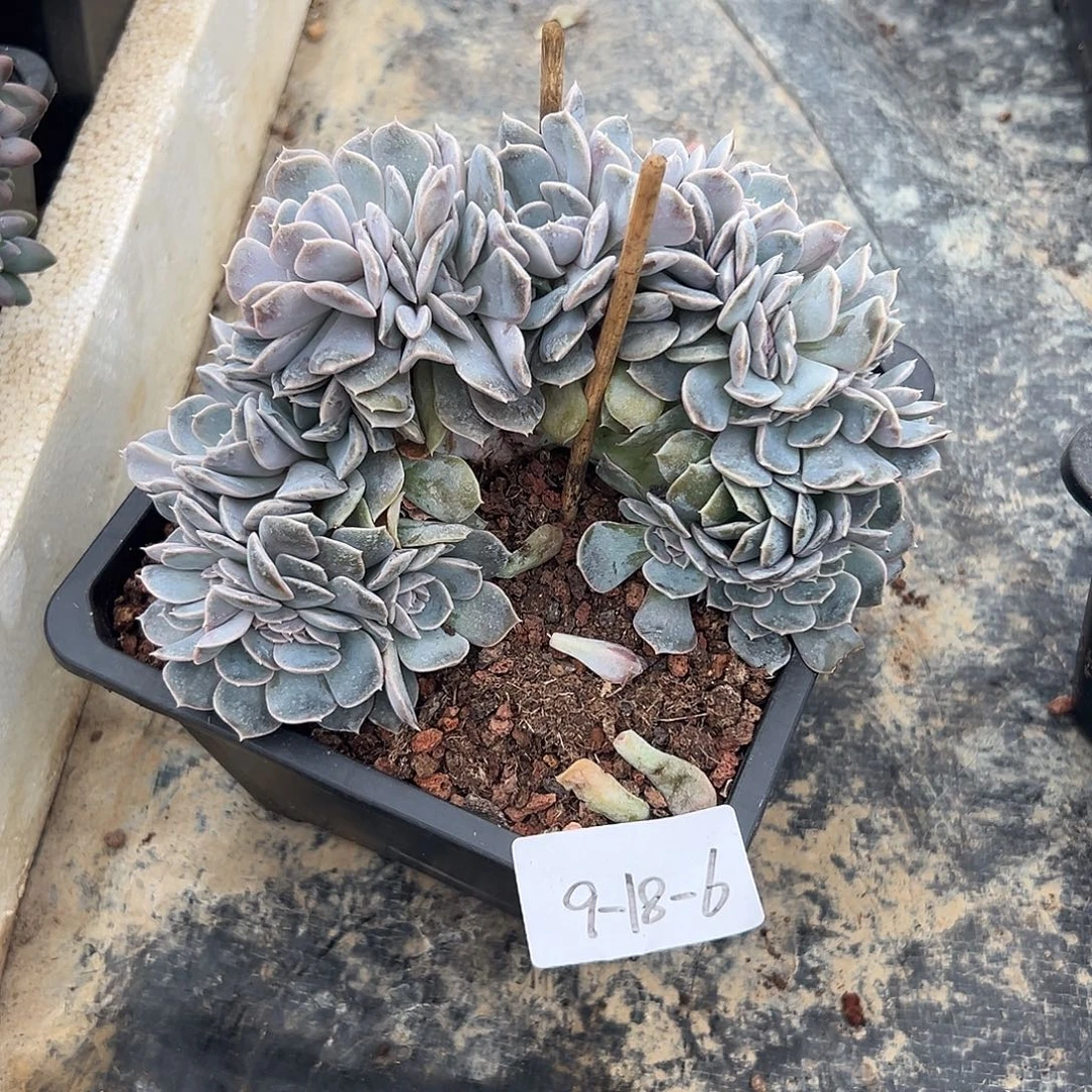 四***花9-18-6汉堡缀多肉植物