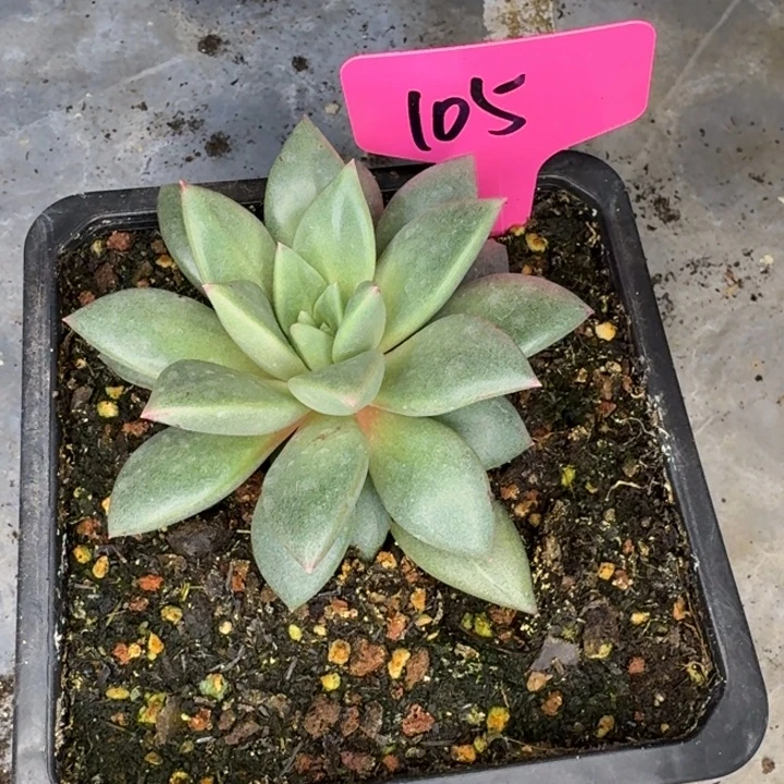 105狼牙新号福利价