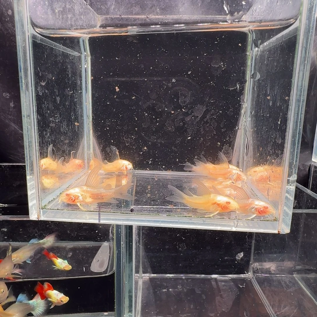 孔雀鱼白鼠8条鼠鱼