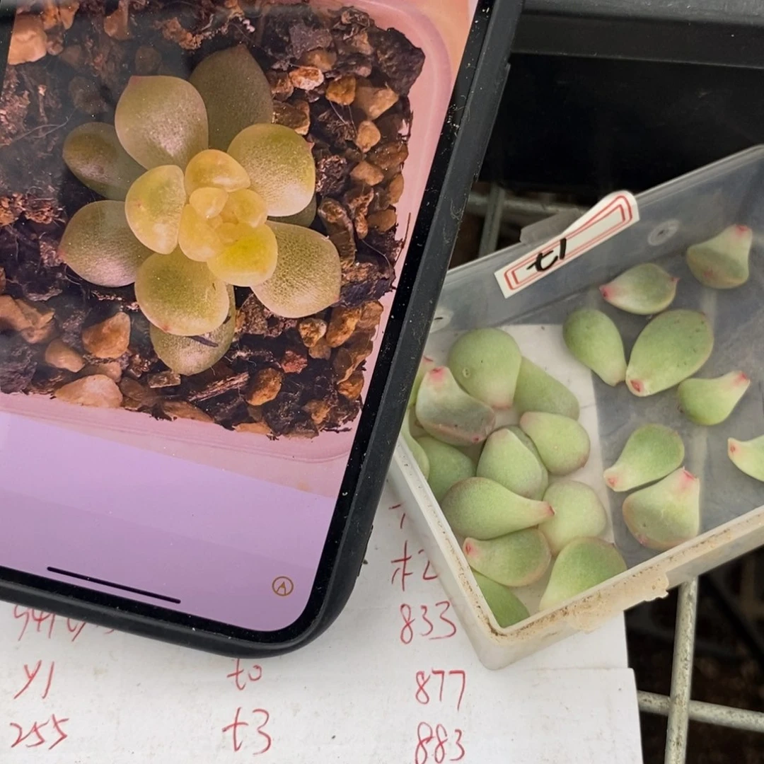 甜心t1叶片一个多肉