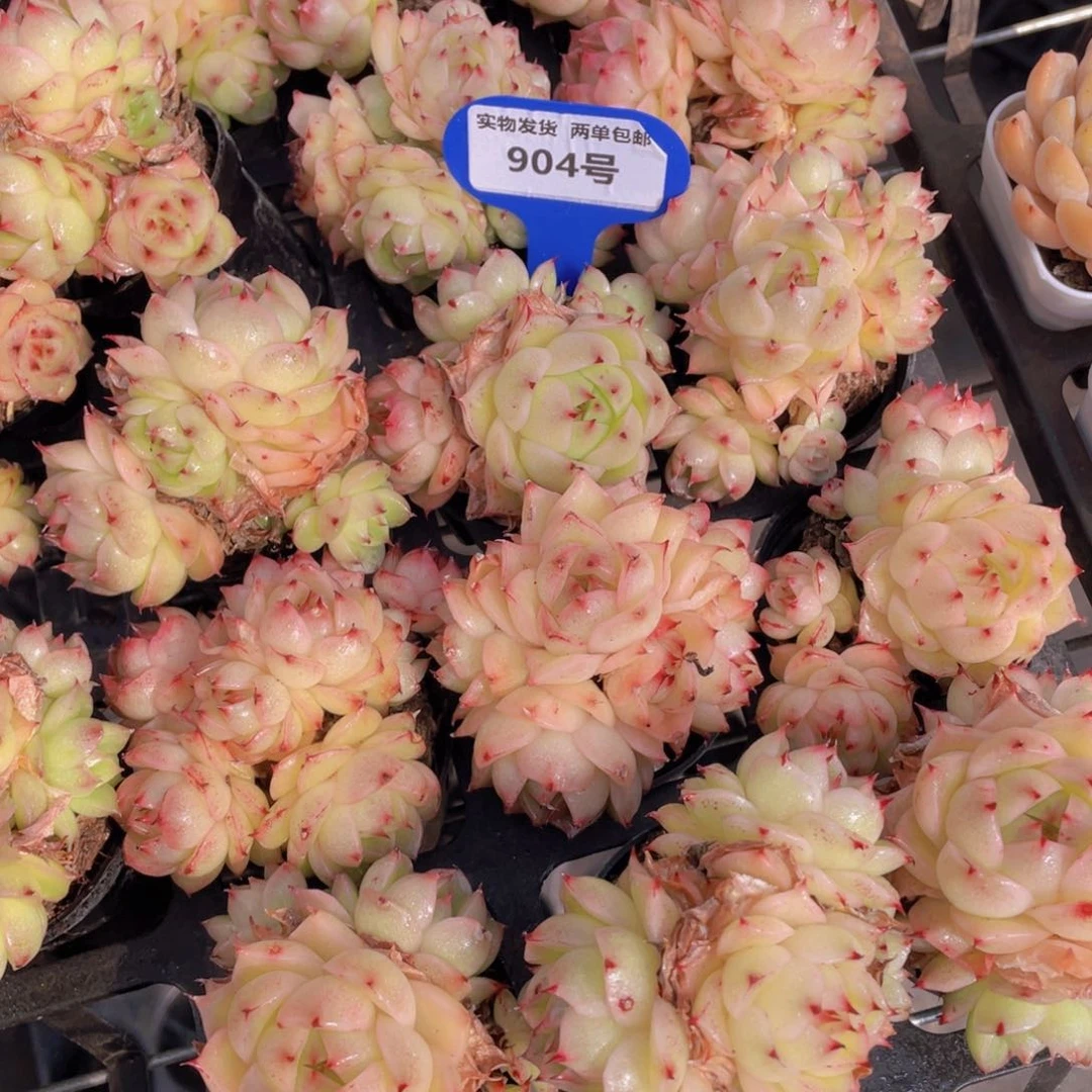 904号 凤凰火麦秆多头群一个