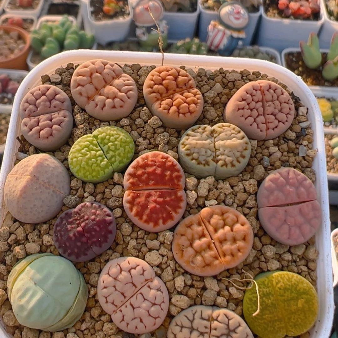 25多肉植物百科知识