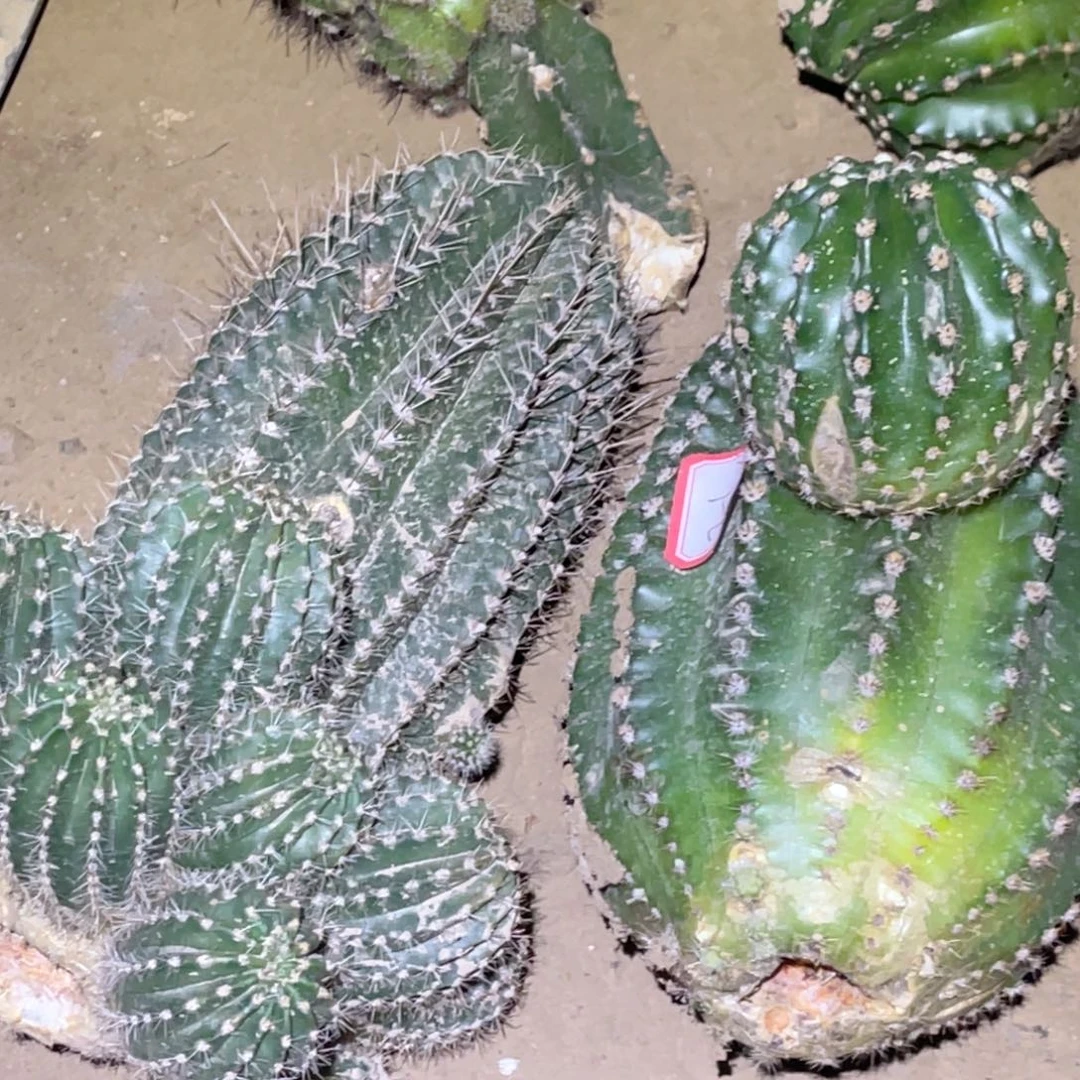 彩草 2颗嫁接 无木心 无根 下过侧芽 有点干裂