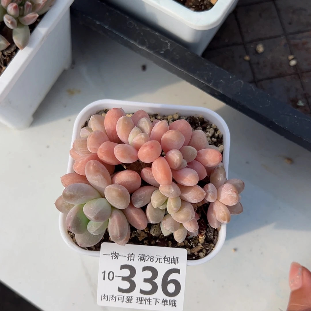 香玉多肉多肉多肉多肉