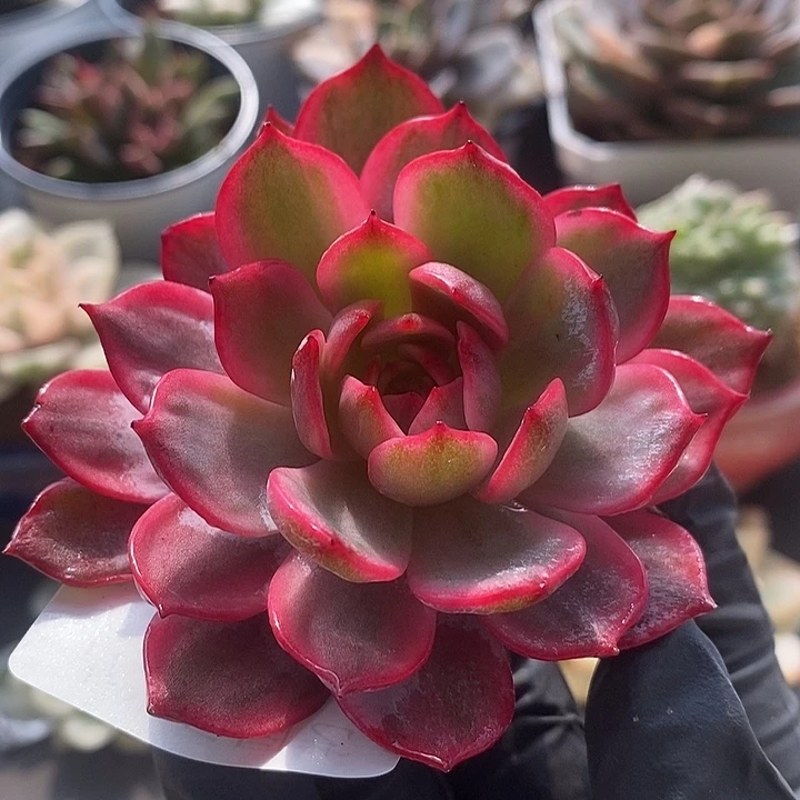 劳伦斯锦多肉植物