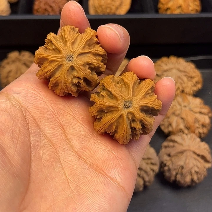 核桃秦岭突突突突突突突8