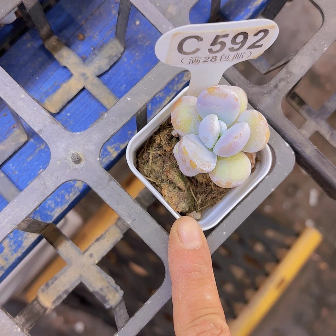 C592雪美人一物一拍