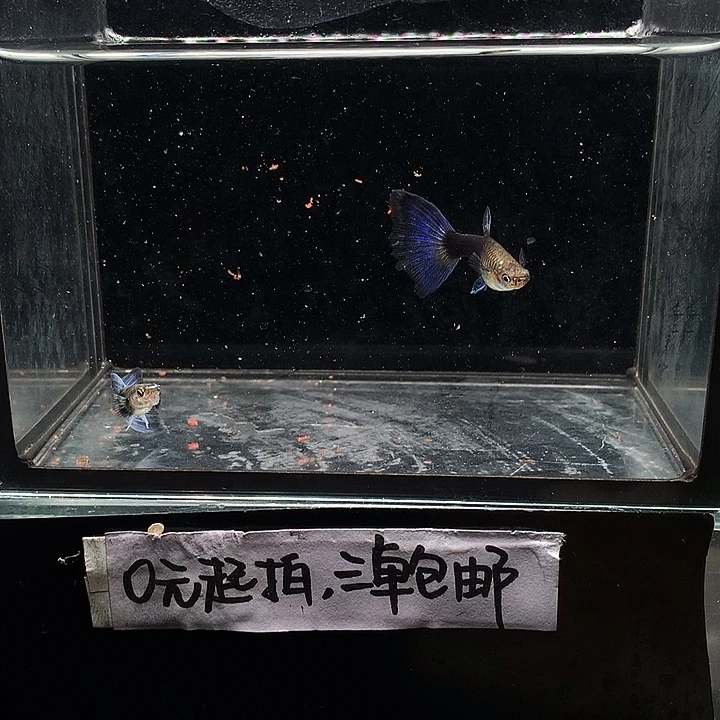 孔雀鱼紫礼服一对