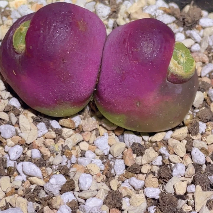 488888888885854755857888