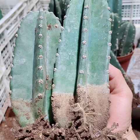 10+15公分左右脱土发货量天尺2颗