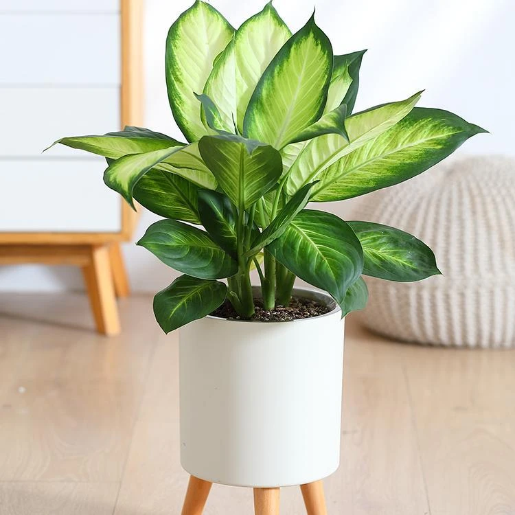 玛丽安万年青粉黛花叶绿植盆栽室内网红观叶植物净化空气好养植物