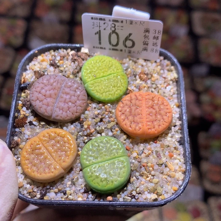 精品生石花28.106