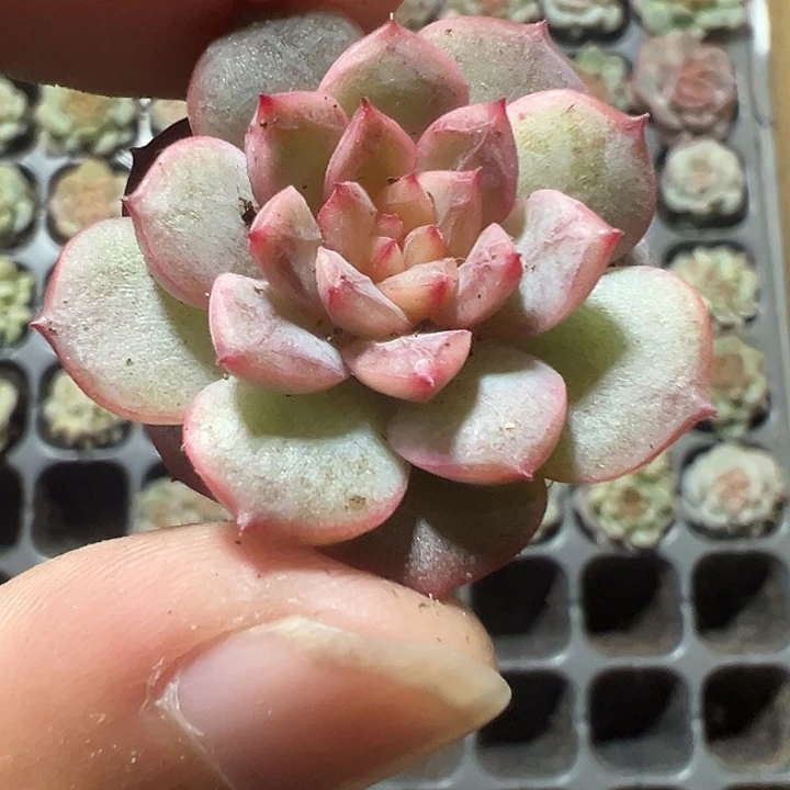 葡萄珍妮精品多肉植物大战