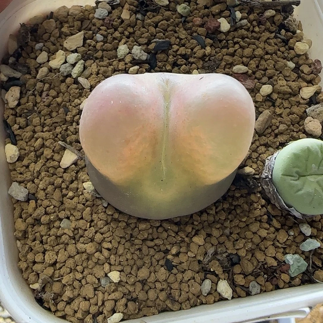 372大毛2.6厘米带盆土