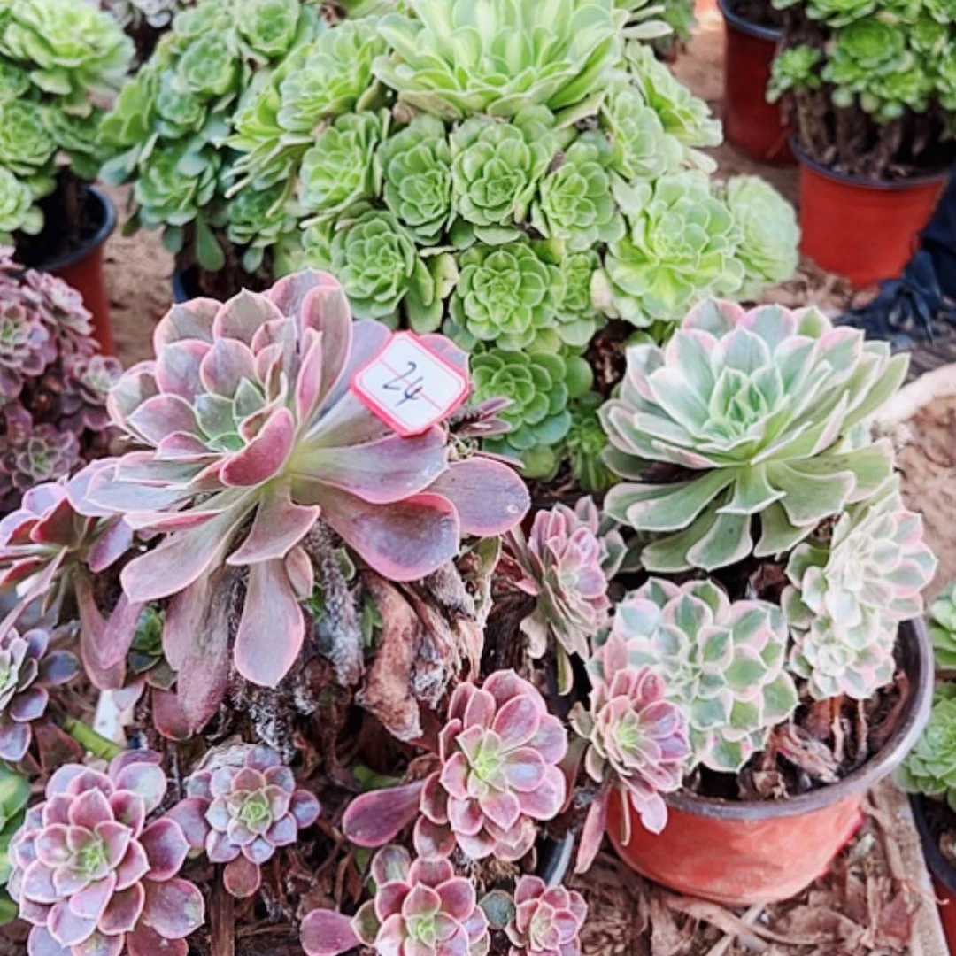 【闪购商品】无花朵24号套餐3颗多肉植物