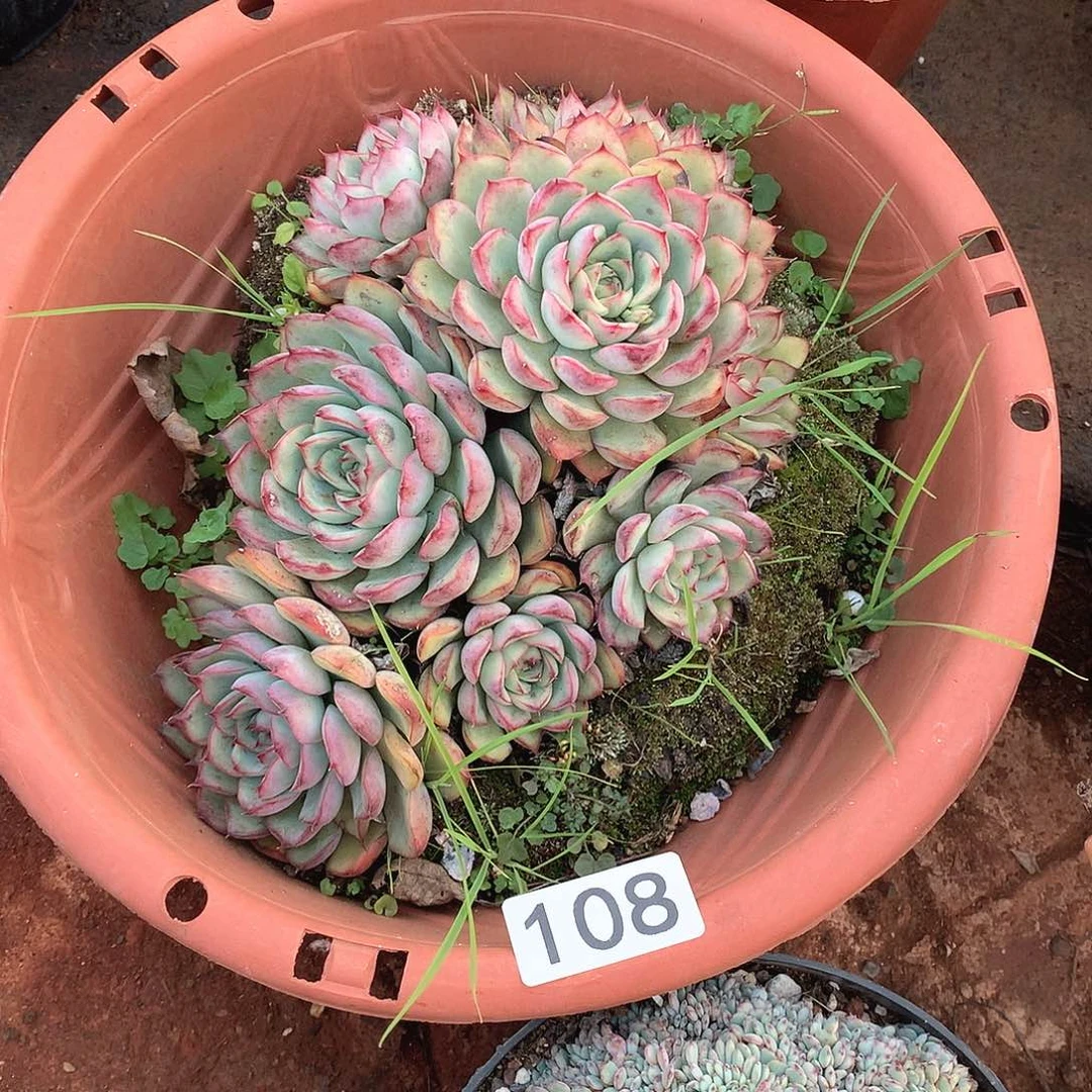 108荷花一物一拍多肉