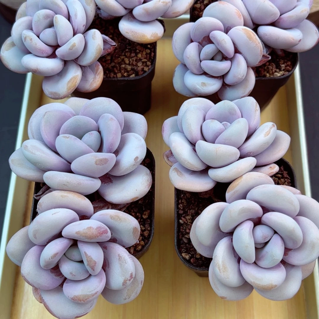 拉拉奶量拍—哈哈哈哈哈