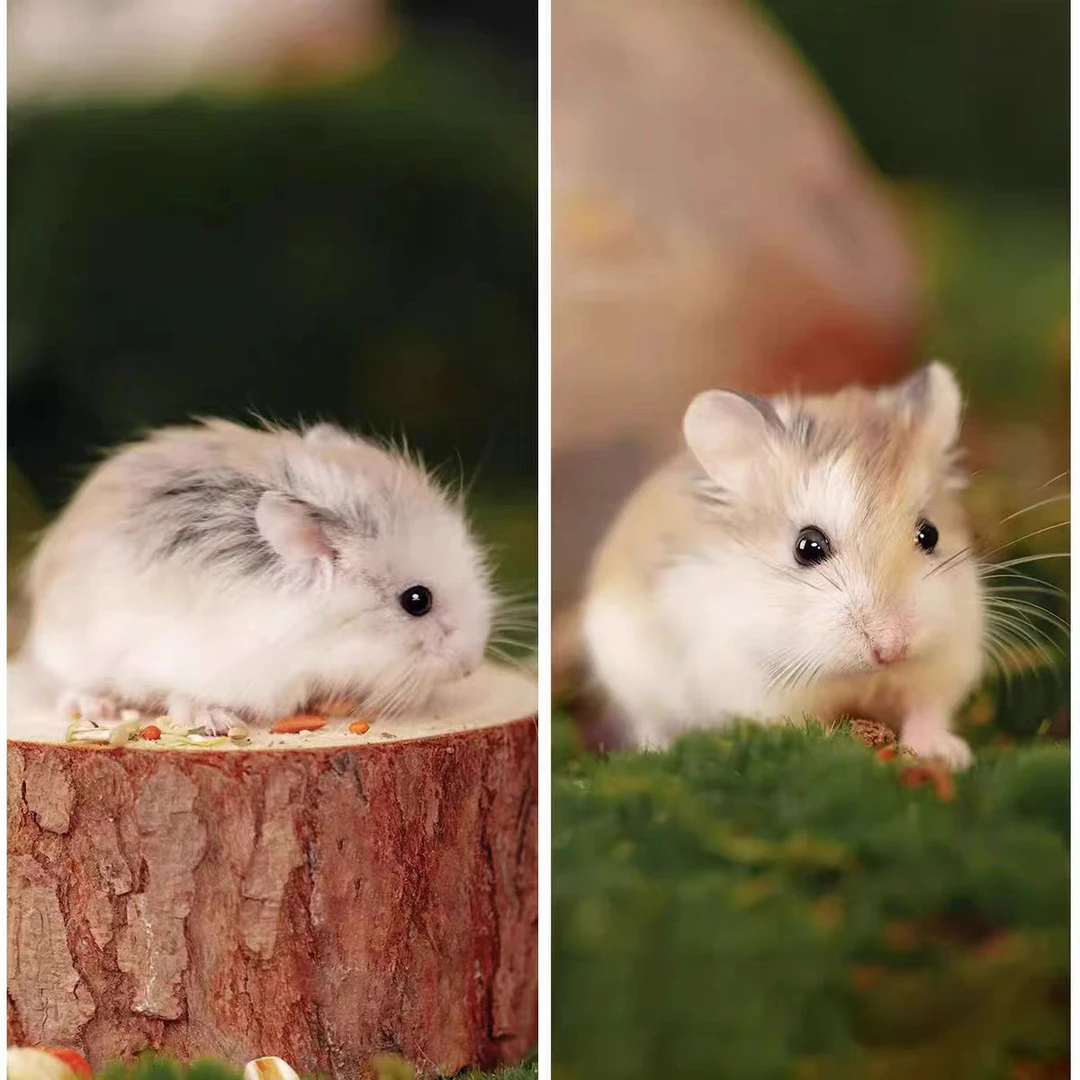 仓鼠家养仓鼠老公公老婆婆健康温顺