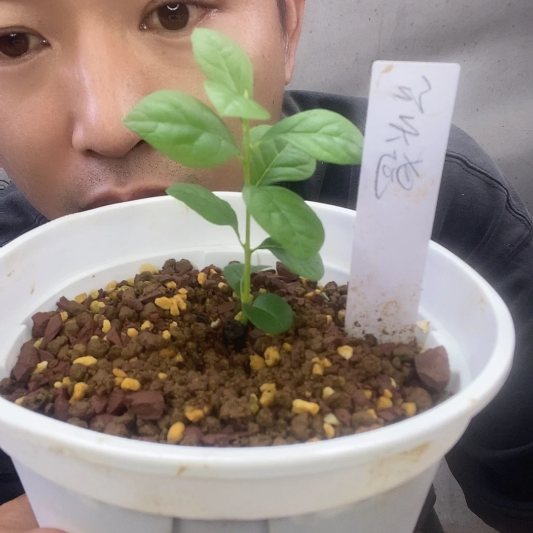 无花朵老鸦柿红天狗