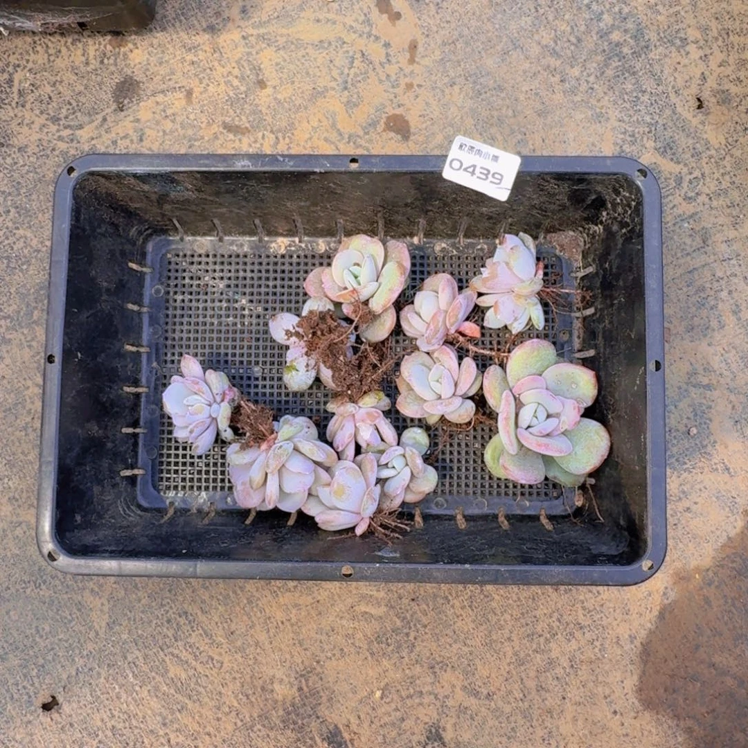 白***白多肉植物奶茶一筐0439