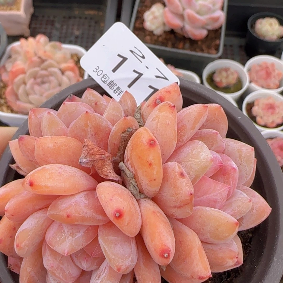 韩橙三头一颗脱土