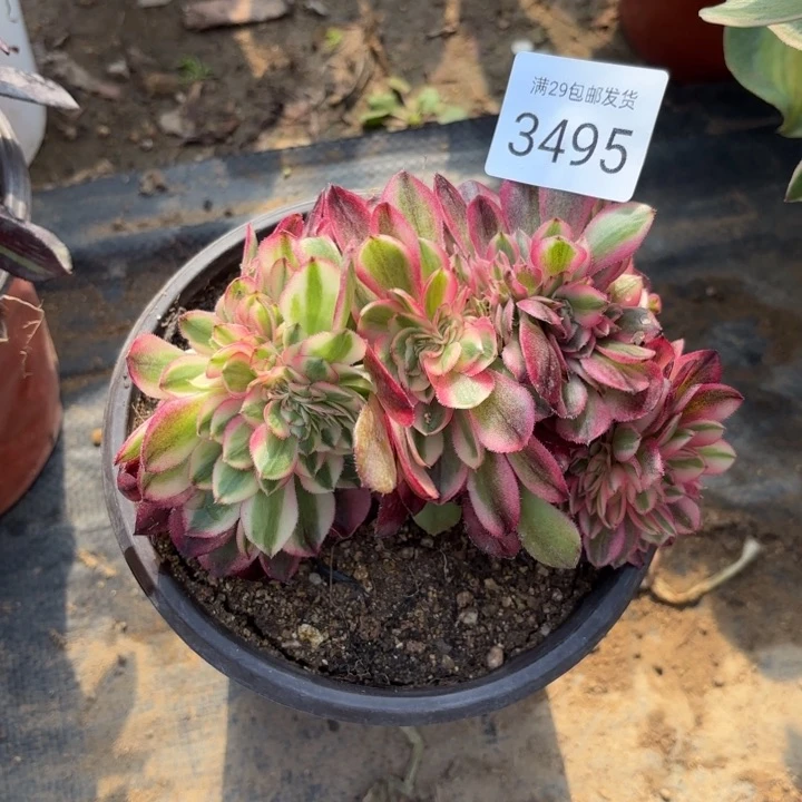 荔枝多肉法师3495