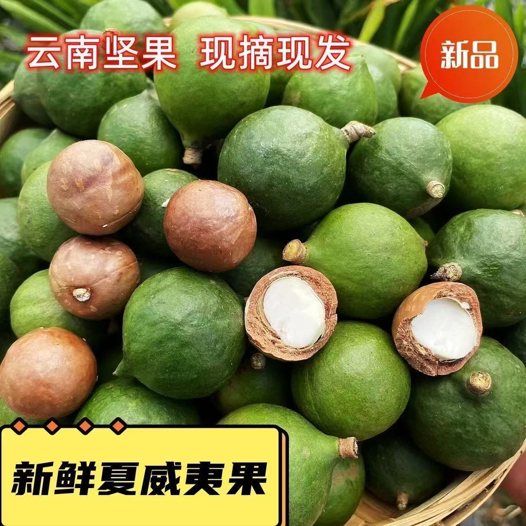 2025云南新鲜夏威夷果坚果.树上现摘现发.原味零添加