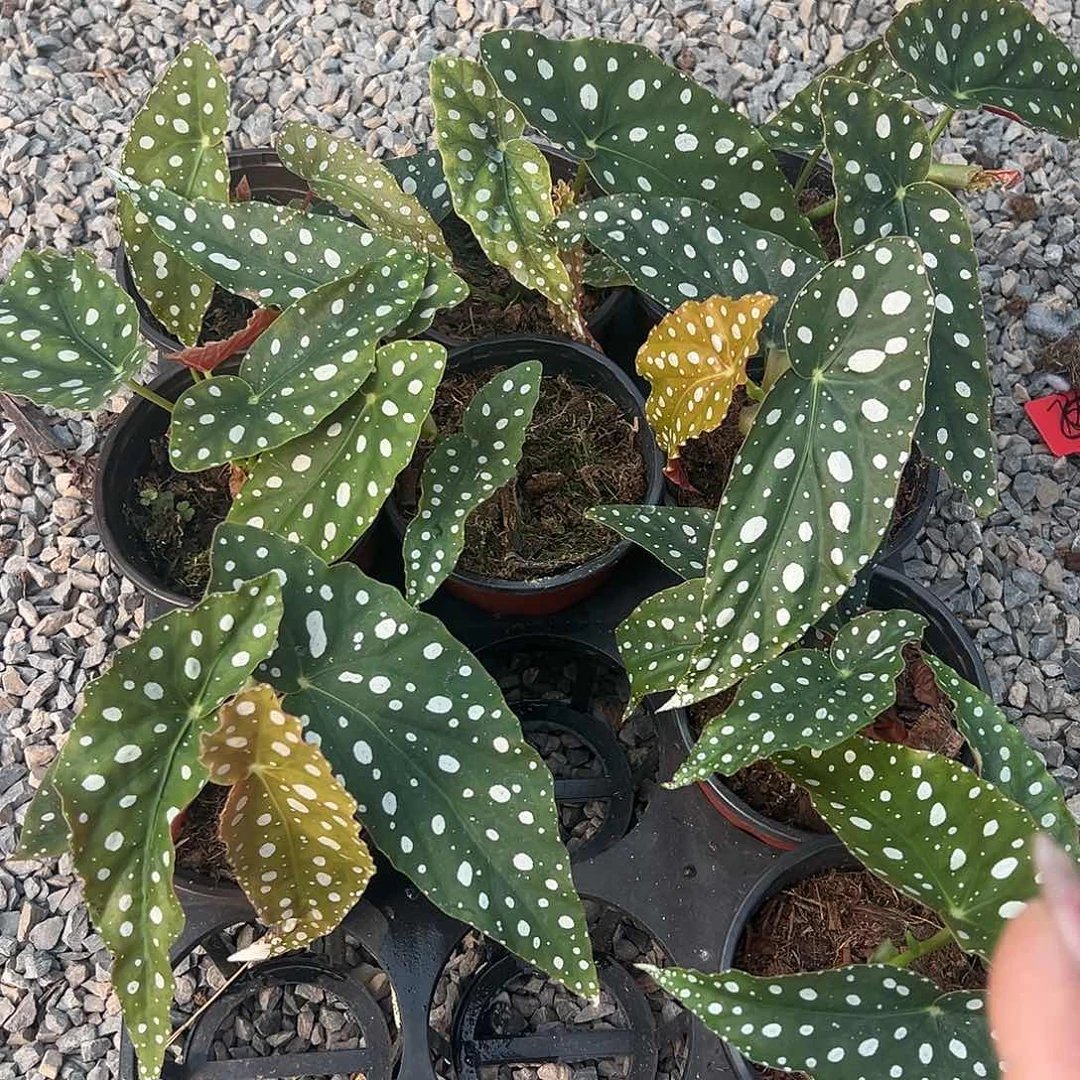 完全开放退锦鳟鱼随机发货不售后