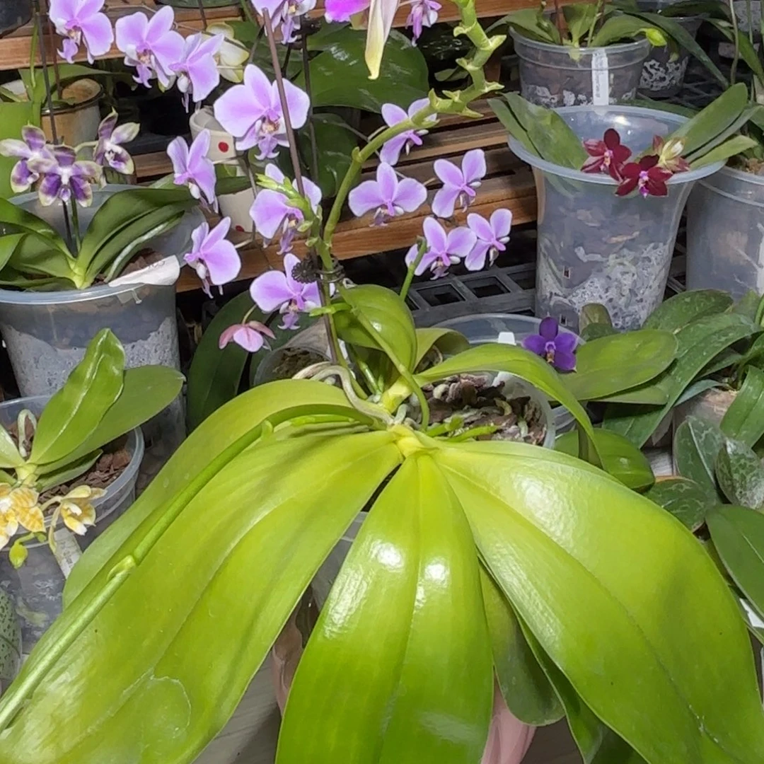 海***大部分花苞少量开放斑马819